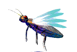 bbug.gif (6684 bytes)